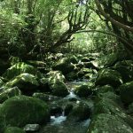 屋久島旅行を計画中 – 心身を浄化し自然のリズムを取り戻す旅